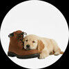 shoodogdotcom
